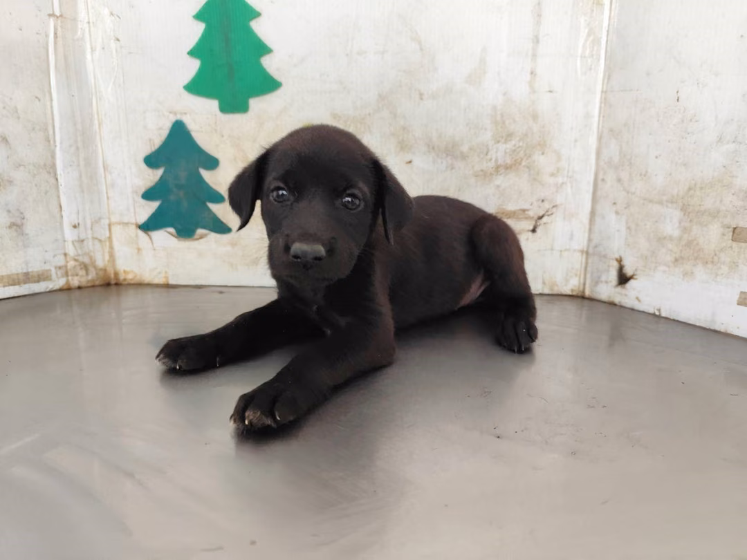 Black young female mixed-breed dog, Medium, shelter no. …1218