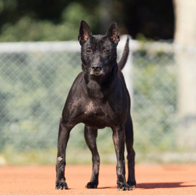 Black adult male mixed-breed dog, Medium, shelter no. …2402