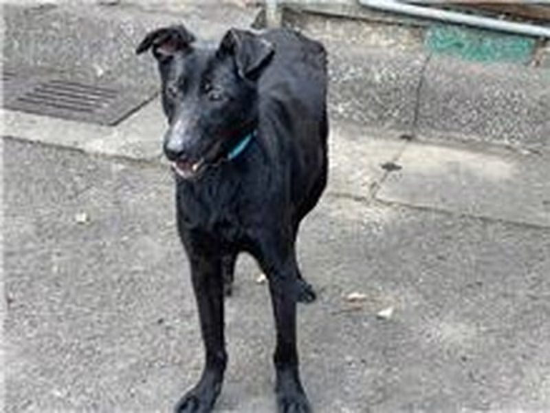 Black young male mixed-breed dog, Small, shelter no. …3001