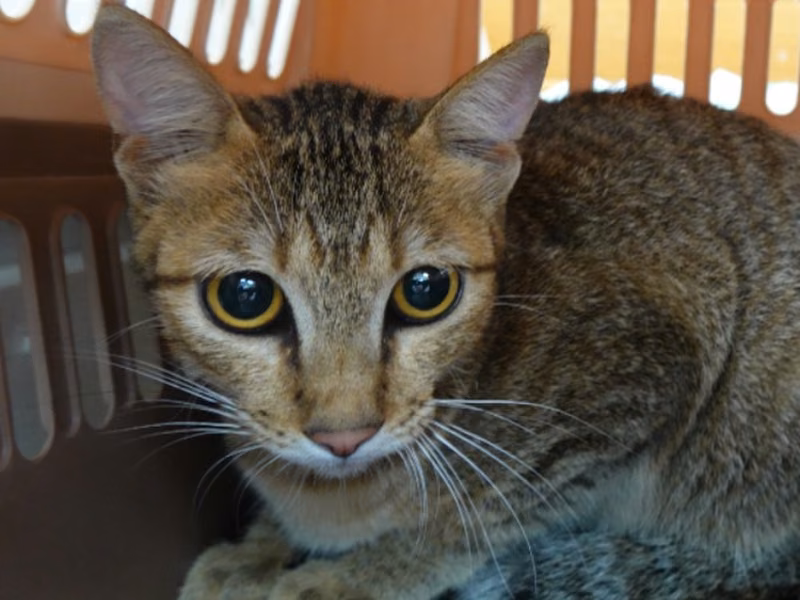 Tabby adult female mixed-breed cat, Medium, shelter no. …6-05