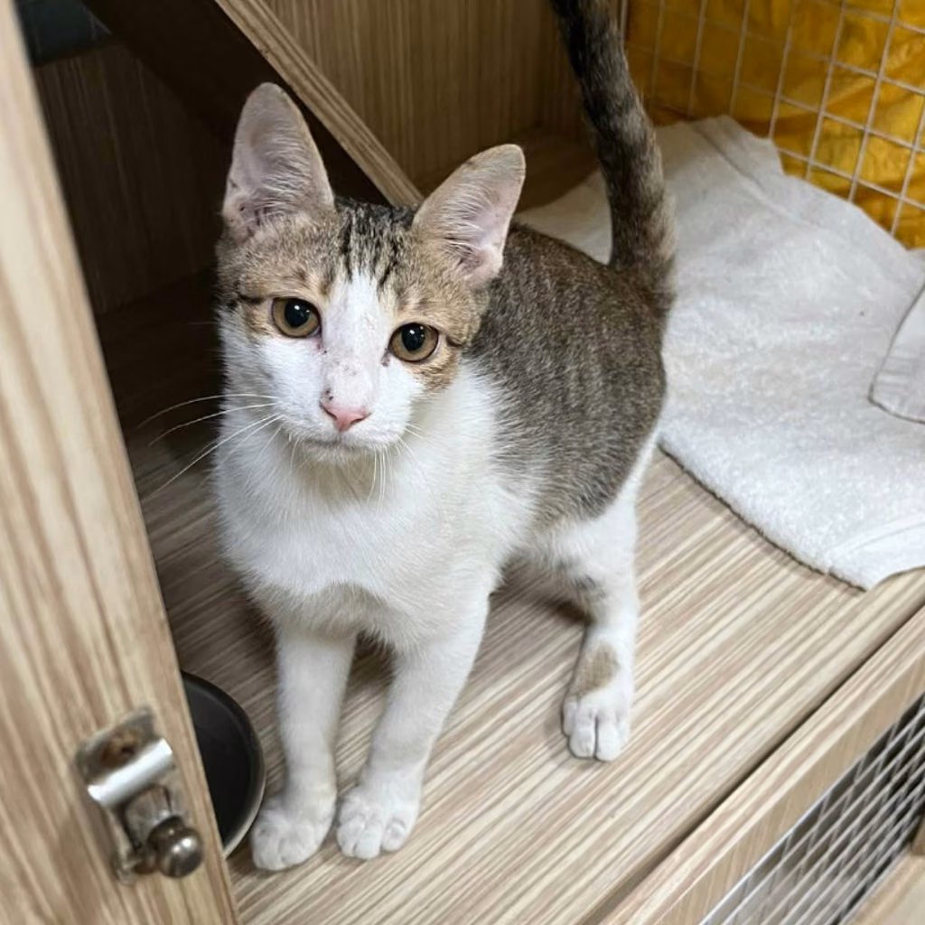 Tabby-and-white adult male mixed-breed cat, Medium, shelter no. …3-03