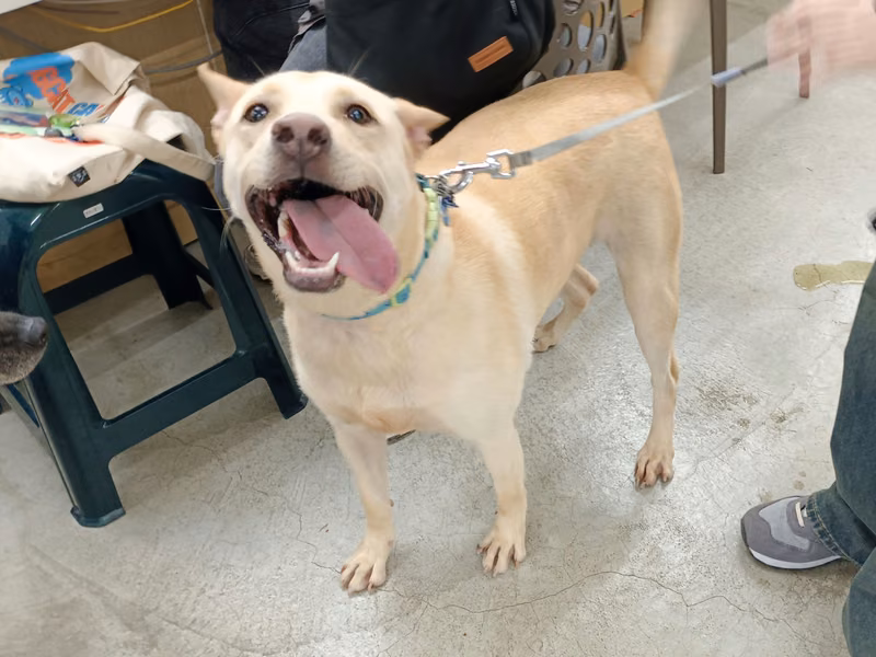 Cream adult female mixed-breed dog, Large, shelter no. …1201