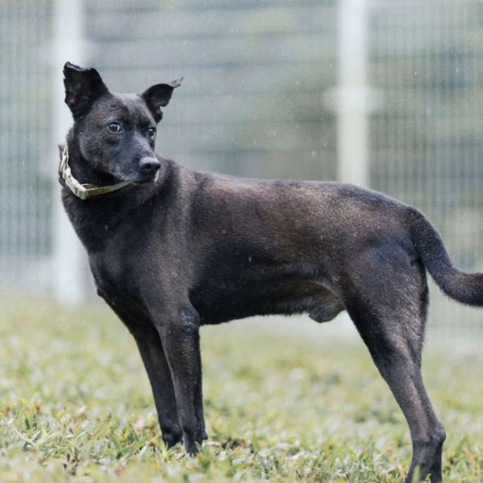 Black adult male mixed-breed dog, Large, shelter no. …2005