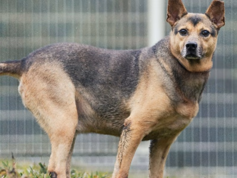 Black-and-tan adult male mixed-breed dog, Medium, shelter no. …1501