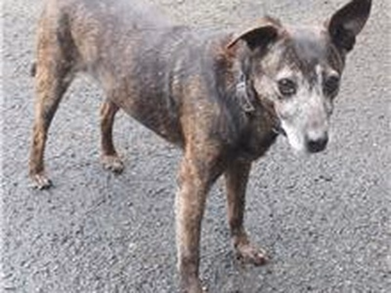 Tabby adult female mixed-breed dog, Medium, shelter no. …1403