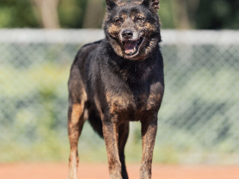 Tabby adult male mixed-breed dog, Medium, shelter no. …0423