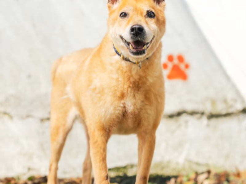 Tan adult male mixed-breed dog, Medium, shelter no. …2907