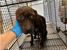 Tabby adult female American Pit Bull Terrier, Medium, shelter no. …2012
