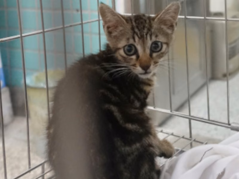 Tabby adult mixed-breed cat, Medium, shelter no. …0876