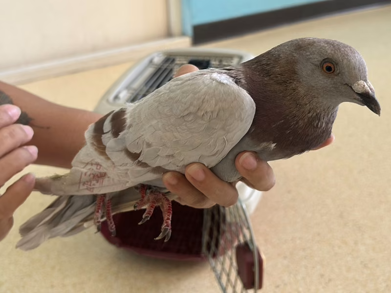 Gray adult mixed-breed other, Small, shelter no. …5006