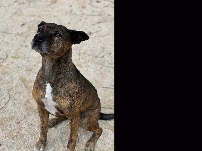 Chiska, Senior · Female · Medium · Mixed breed