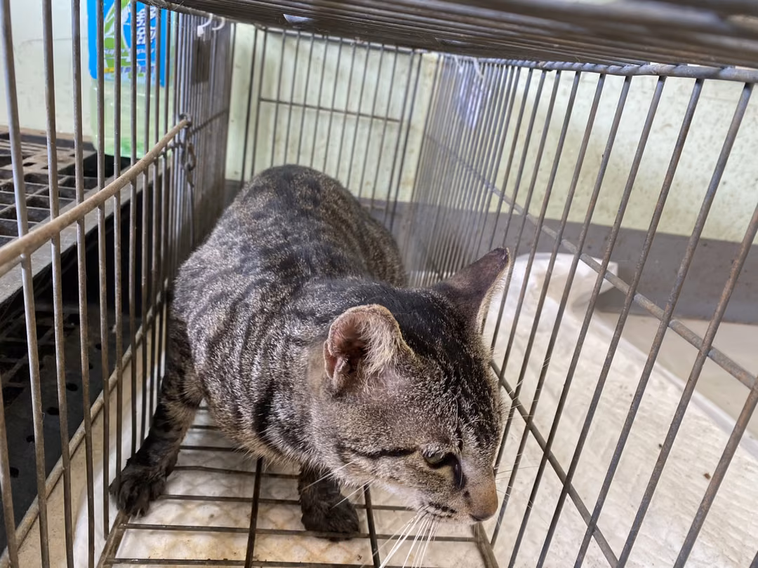 ミックス猫(オス・成猫)、小型, 施設番号 …3C01