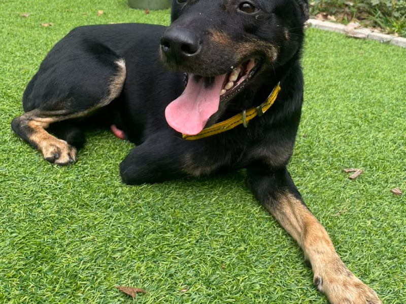 Black-and-tan adult male mixed-breed dog, Medium, shelter no. …4001