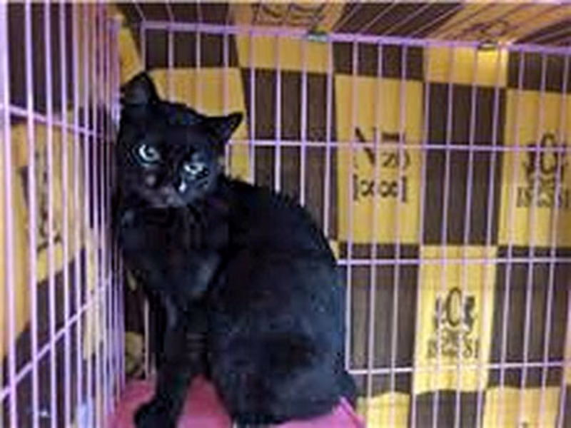 Black adult female mixed-breed cat, Small, shelter no. …2401
