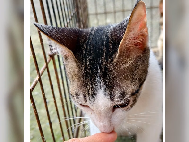 Gato mestizo macho adulto (atigrado y blanco), Mediano, refugio n.º …9003