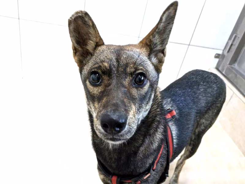 Adult female mixed-breed dog, Medium, shelter no. …2006