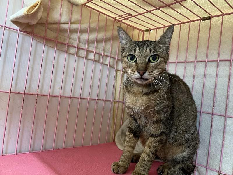 Tabby adult female mixed-breed cat, Medium, shelter no. …1504