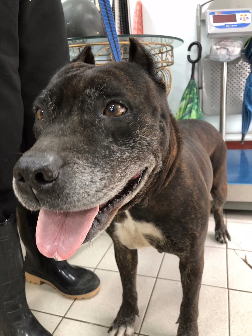 Tabby adult female mixed-breed dog, Medium, shelter no. …6020