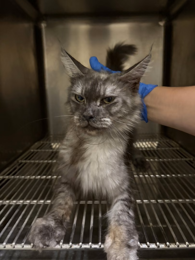 Black-and-gray adult female Maine coon, Medium, shelter no. …9001