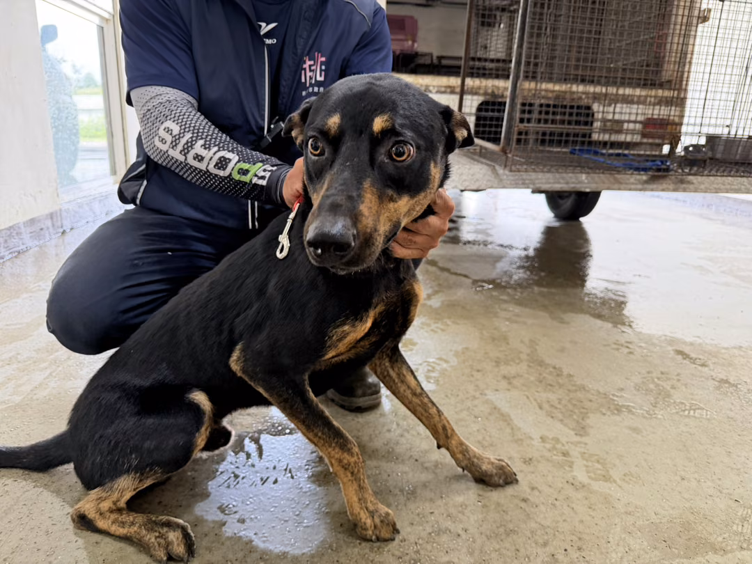 Black adult male mixed-breed dog, Medium, shelter no. …8009