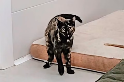 Milanesa, Young · Female · European Shorthair