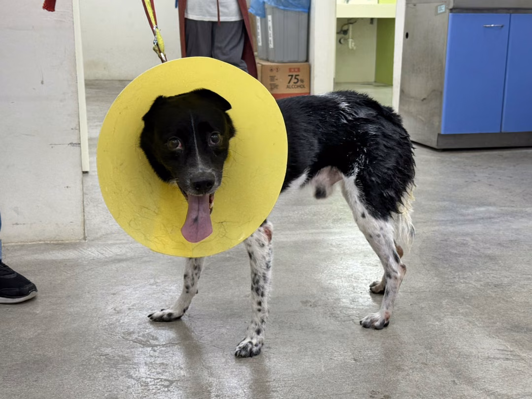 Black-and-white adult male mixed-breed dog, Medium, shelter no. …2702