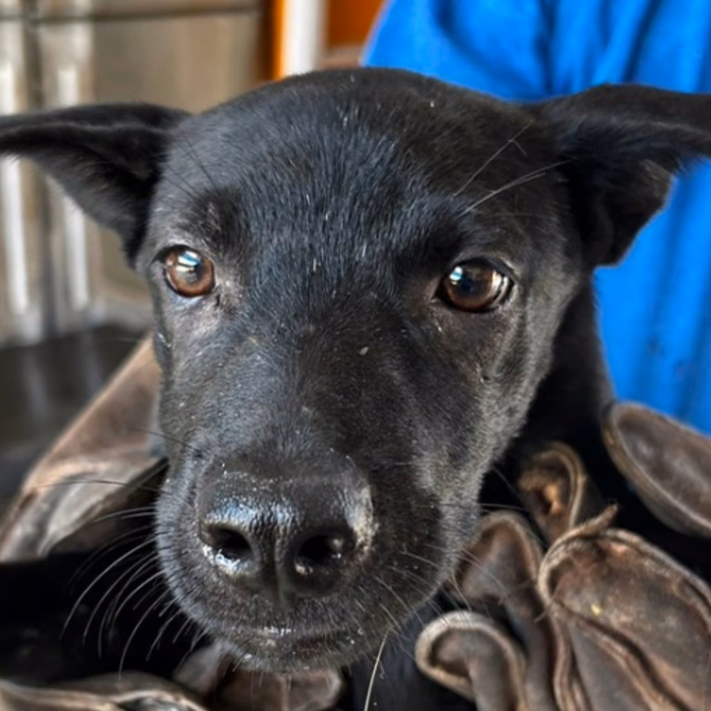 Black young female mixed-breed dog, Medium, shelter no. …9020