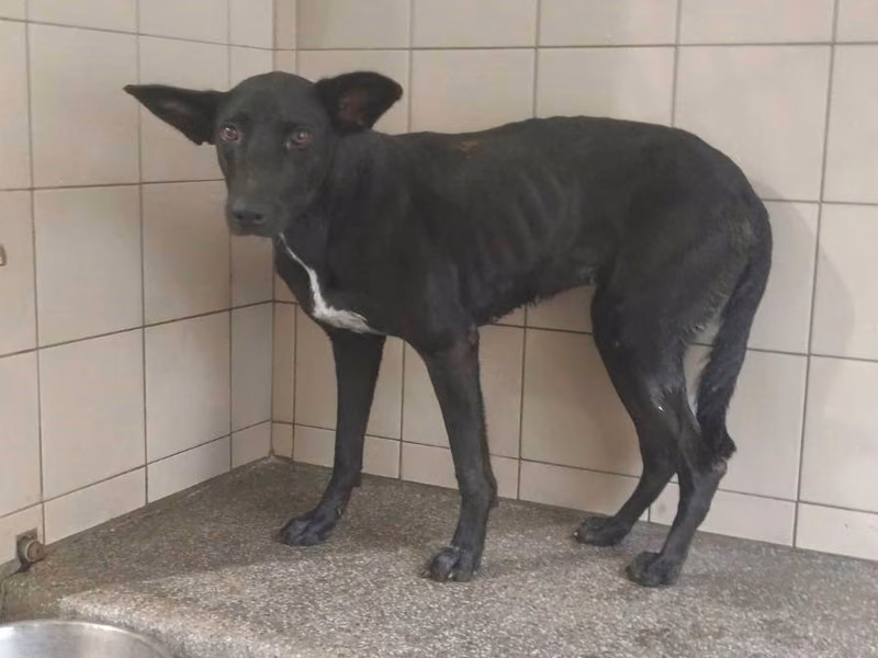 Black adult female mixed-breed dog, Large, shelter no. …2110