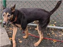 Black-and-brown adult female mixed-breed dog, Medium, shelter no. …0506