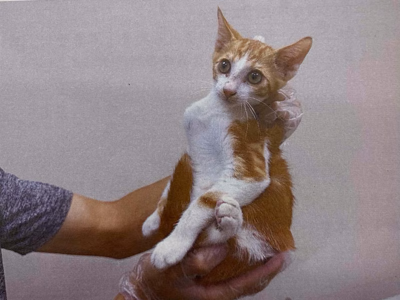 Brown young male mixed-breed cat, Small, shelter no. …6007