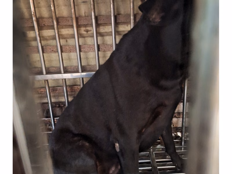 Black adult male mixed-breed dog, Large, shelter no. …095D
