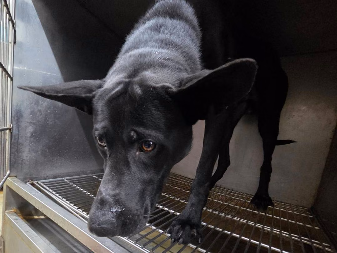 Black adult male mixed-breed dog, Medium, shelter no. …0605