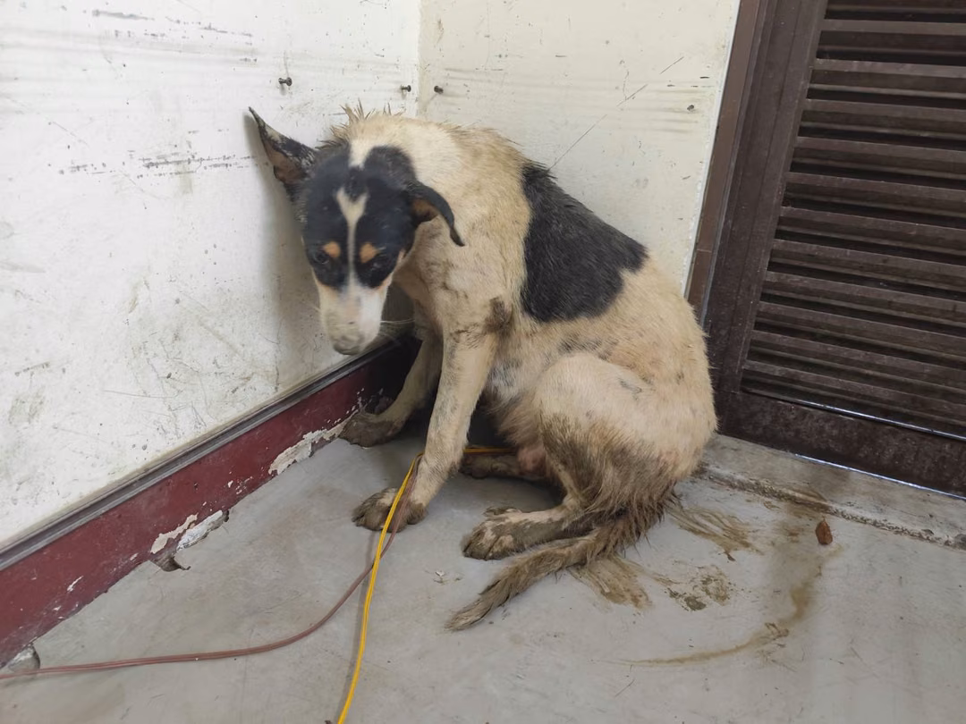 Patched adult female mixed-breed dog, Large, shelter no. …3107