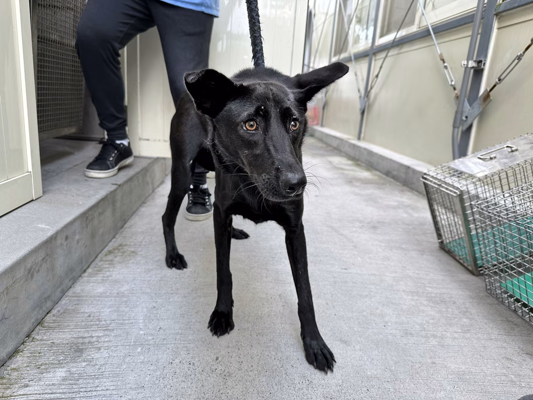 Black adult male mixed-breed dog, Medium, shelter no. …2905
