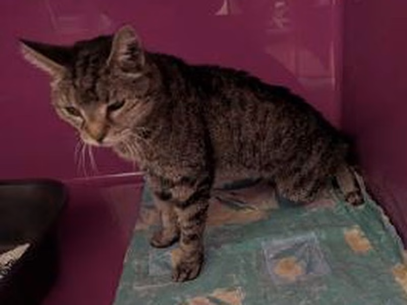 Brown tabby senior female European Shorthair, shelter no. …4459