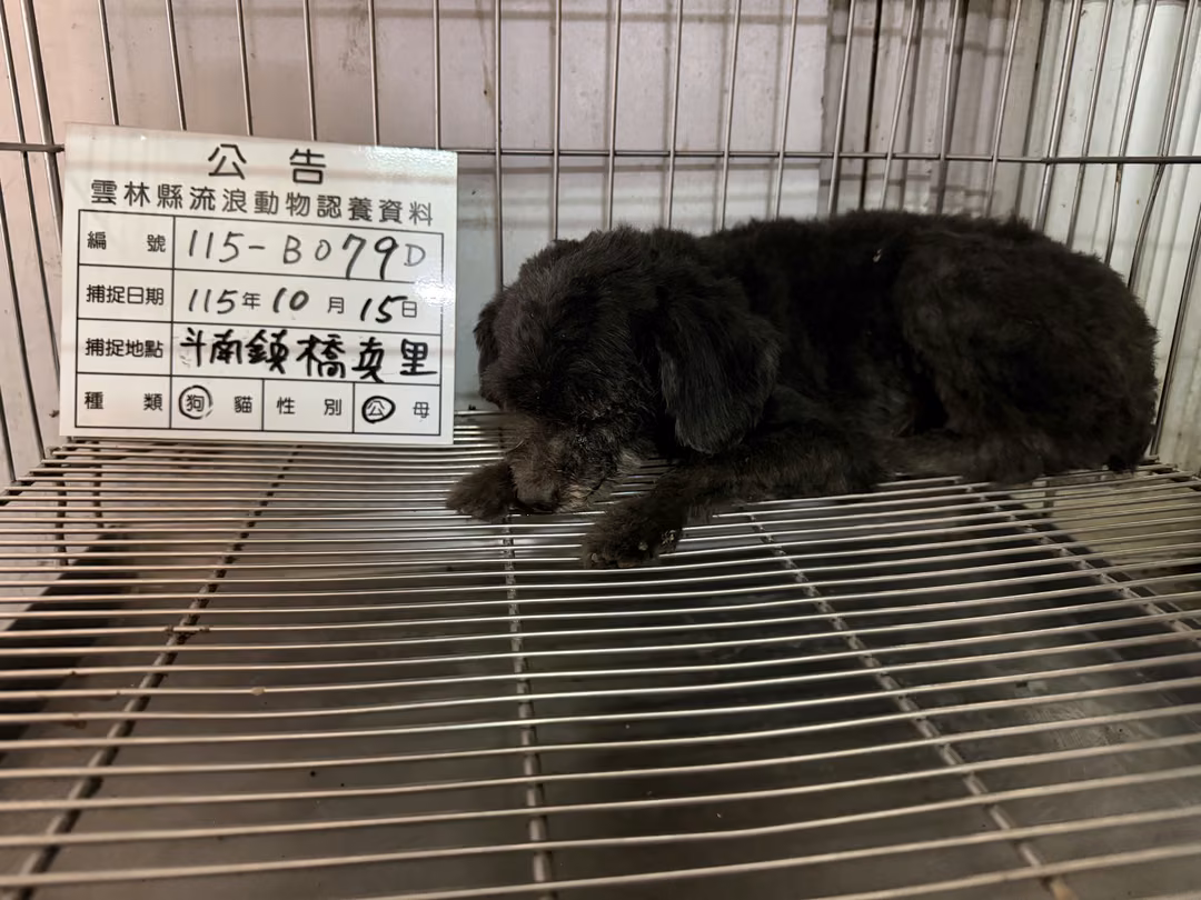 Black adult male poodle, Small, shelter no. …079D