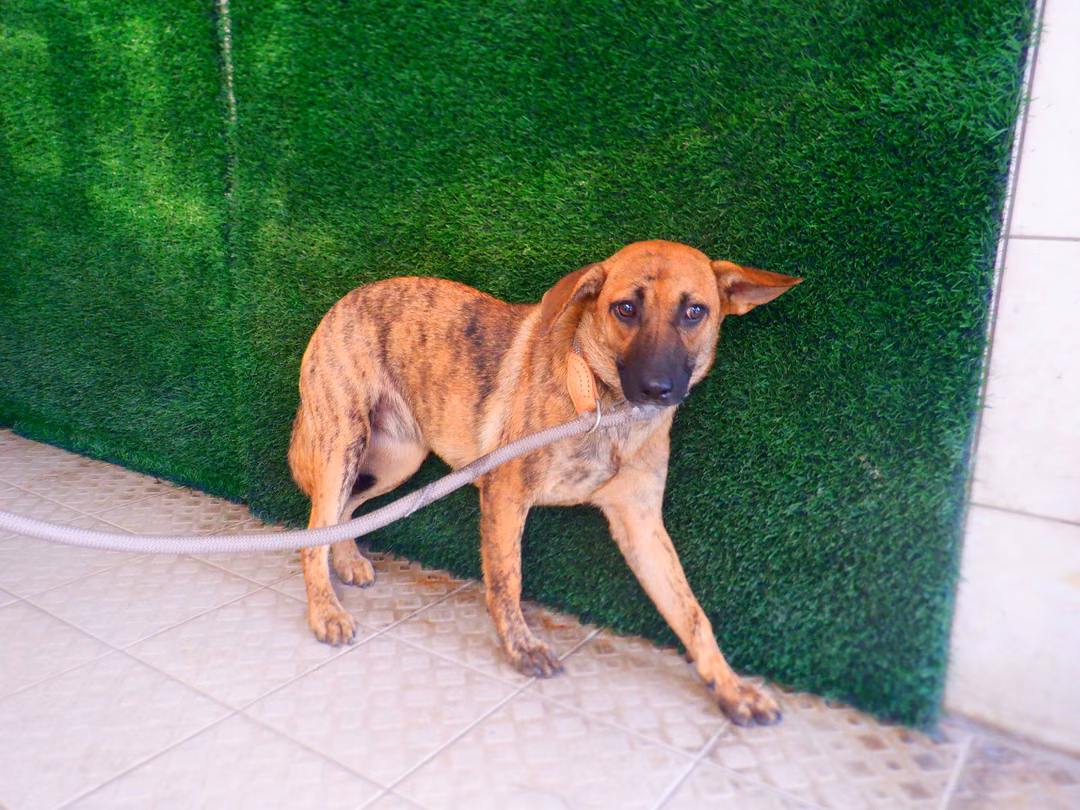 ミックス犬(メス・成犬・トラ)、中型, 施設番号 …3098