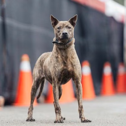 Tabby adult female mixed-breed dog, Medium, shelter no. …2602
