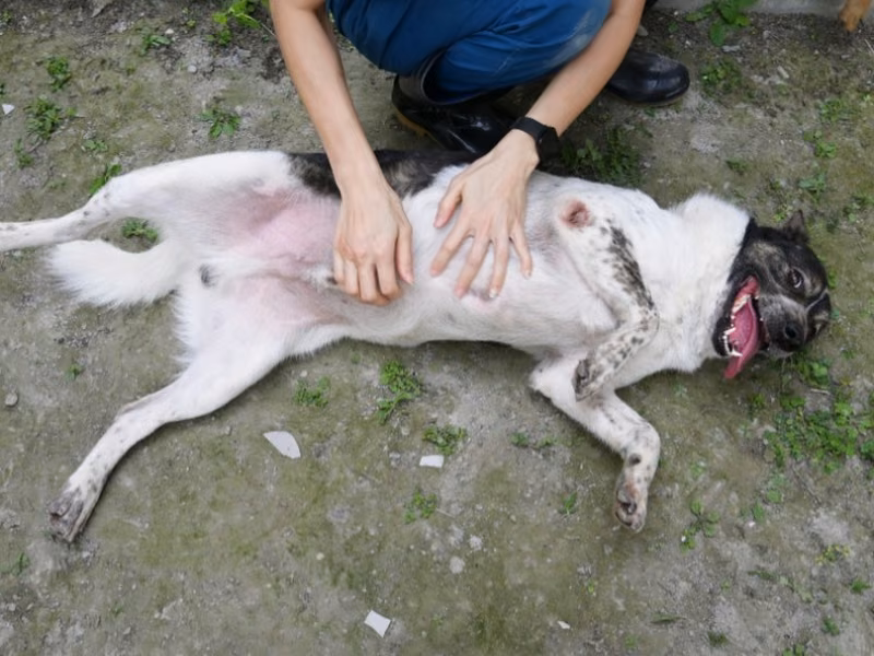 Patched adult male mixed-breed dog, Medium, shelter no. …3004