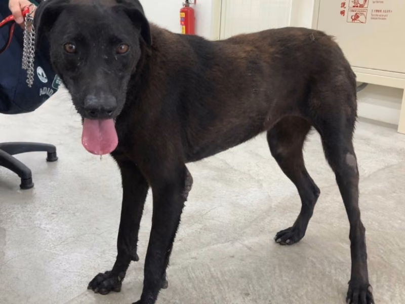 Black adult female mixed-breed dog, Medium, shelter no. …0913