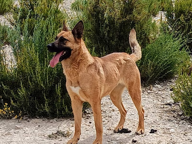 Jolie, Adult · Female · Large · Mixed breed