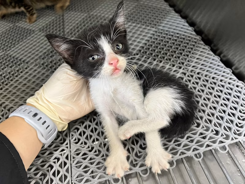 Black-and-white young female mixed-breed cat, Small, shelter no. …9005