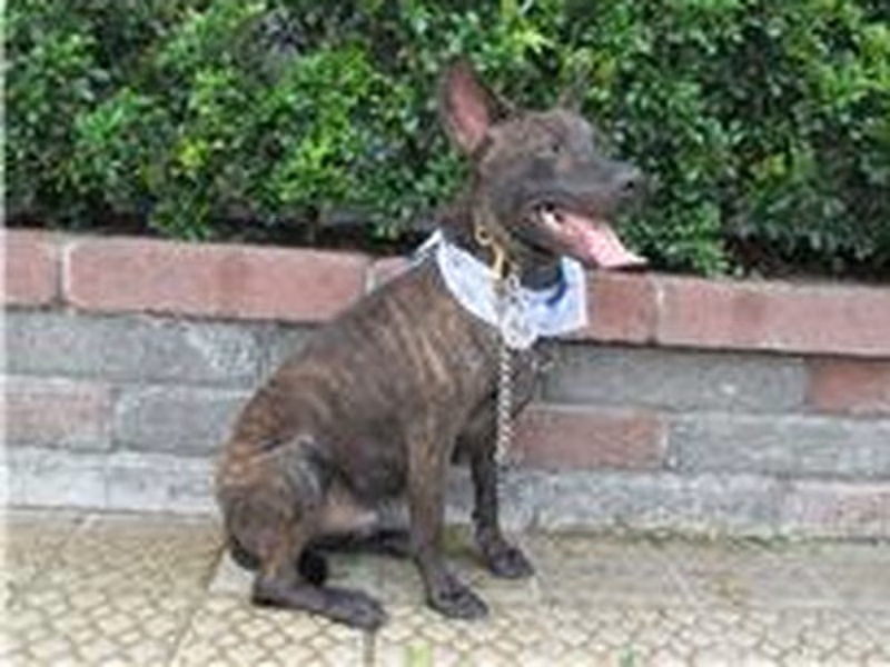 Tabby adult male mixed-breed dog, Medium, shelter no. …4054