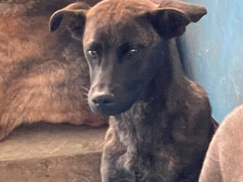Tabby adult male mixed-breed dog, Large, shelter no. …7007