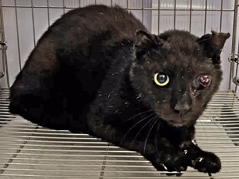 Black adult male mixed-breed cat, Medium, shelter no. …1002