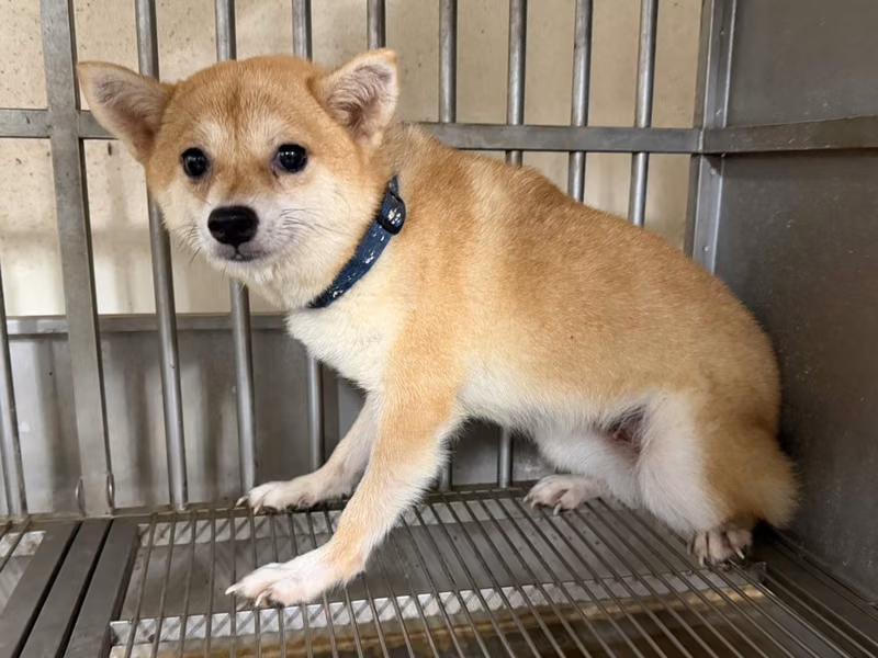 Tan young female Shiba Inu, Small, shelter no. …5005