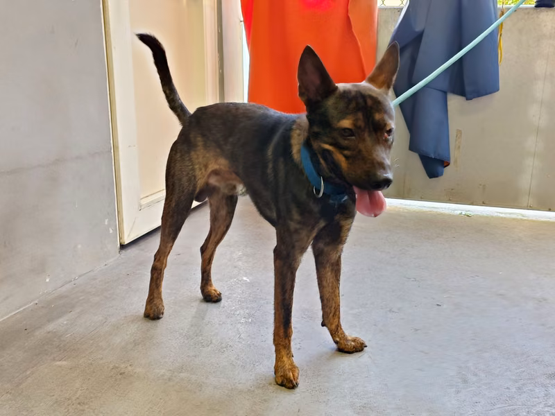 Tabby adult male mixed-breed dog, Medium, shelter no. …6001