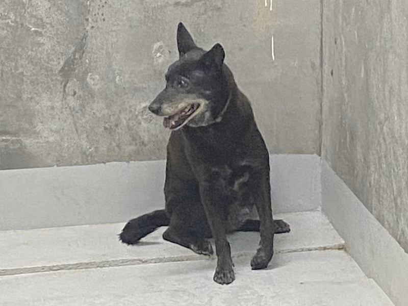 Black adult female mixed-breed dog, Large, shelter no. …6001
