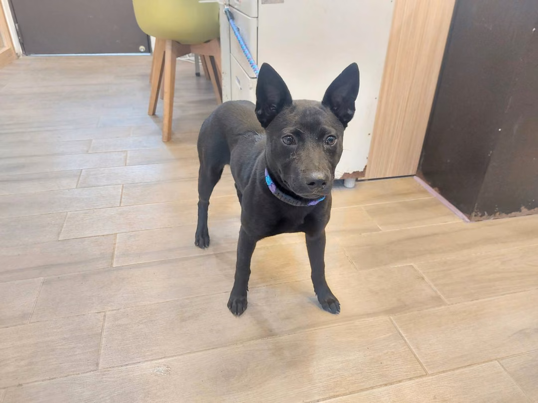 Black young female mixed-breed dog, Medium, shelter no. …3001