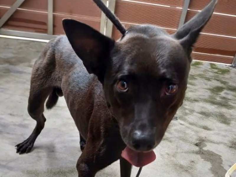 Black adult male mixed-breed dog, Medium, shelter no. …2007